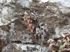 Sedum hispanicum