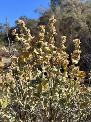 Malacothamnus aboriginum