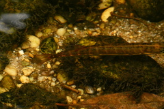 Esox americanus
