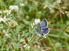 Plebejus