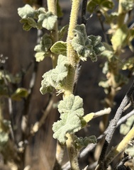 Malacothamnus aboriginum