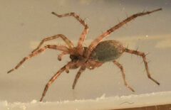 Pardosa mercurialis