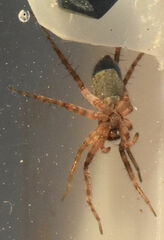 Pardosa mercurialis