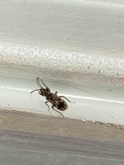 Neopamera albocincta