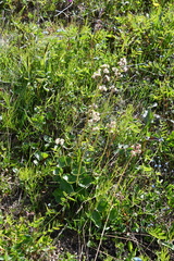 Micranthes nelsoniana