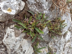 Asplenium ceterach