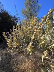 Malacothamnus aboriginum