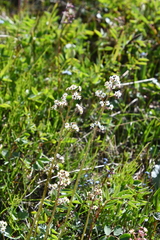 Micranthes nelsoniana