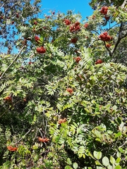 Sorbus aucuparia