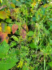 Galium boreale