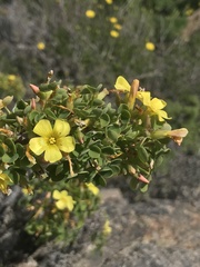 Oxalis gigantea