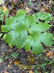Hydrastis canadensis