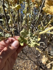 Malacothamnus aboriginum