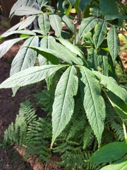 Viburnaceae