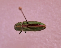 Agaeocera gigas