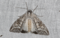 Capusa senilis
