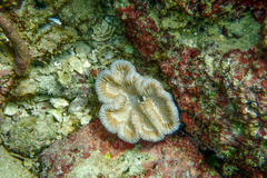 Mycetophyllia