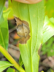Asteromyia carbonifera