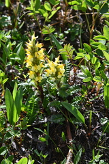 Pedicularis oederi