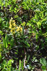 Pedicularis oederi