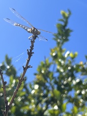 Erpetogomphus compositus