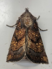 Papaipema impecuniosa