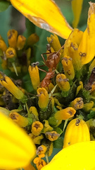 Formica pallidefulva