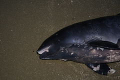Phocoena phocoena relicta