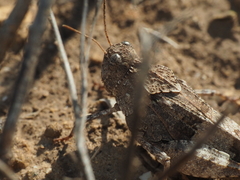 Oedipoda caerulescens