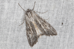 Capusa senilis