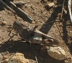 Oedipoda caerulescens