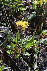 Taraxacum glabrum