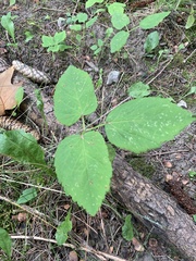 Aegopodium podagraria