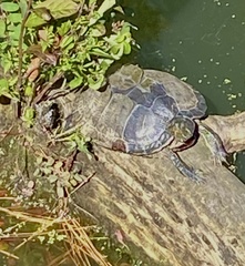 Emydidae