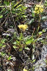 Taraxacum glabrum