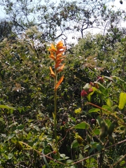 Dichromanthus aurantiacus