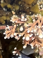 Corallina officinalis