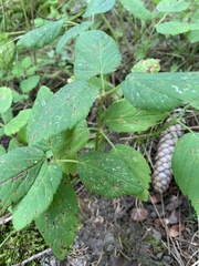 Aegopodium podagraria