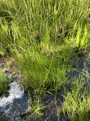 Festuca rubra