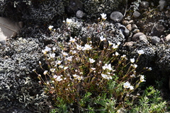 Cherleria arctica