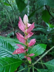 Megaskepasma