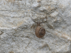 Xerotricha conspurcata