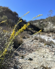 Solidago guiradonis