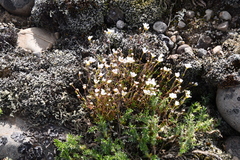 Cherleria arctica