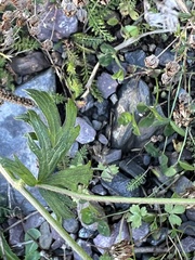 Ranunculus