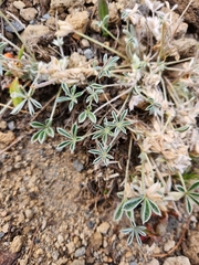 Lupinus lepidus