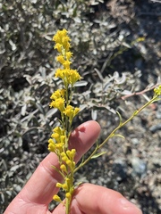 Solidago guiradonis