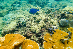 Acanthurus coeruleus