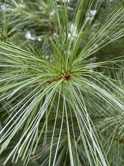 Pinus strobus