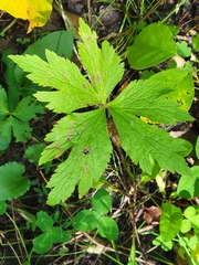 Sanicula marilandica